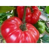 Seminte Tomate BUFFALOPINK F1 Clause - 250 seminte