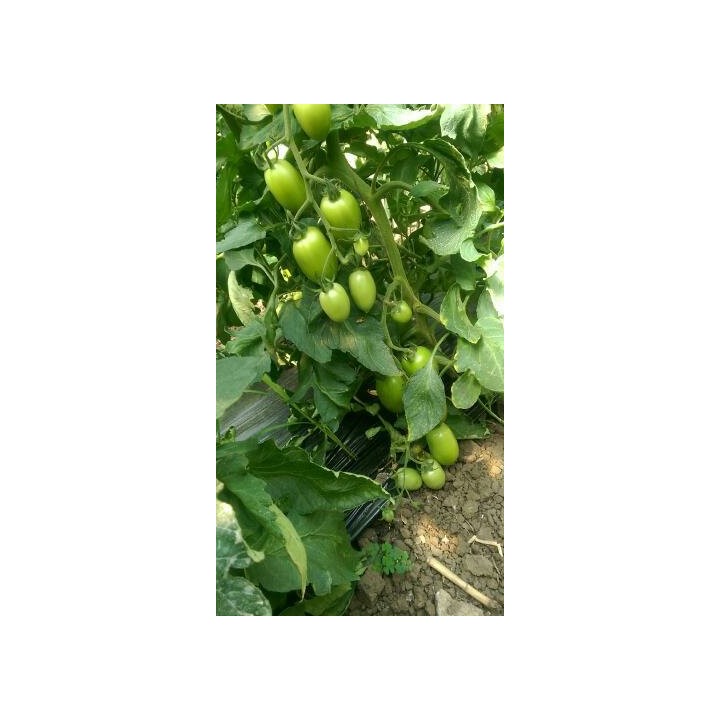 Hibrid Tomate Colibri F1 - 1.000 seminte