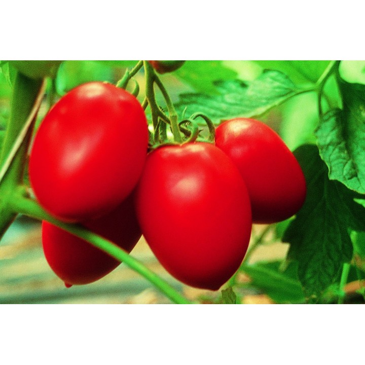 Hibrid Tomate Colibri F1 - 1.000 seminte