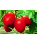 Hibrid Tomate Colibri F1 - 1.000 seminte
