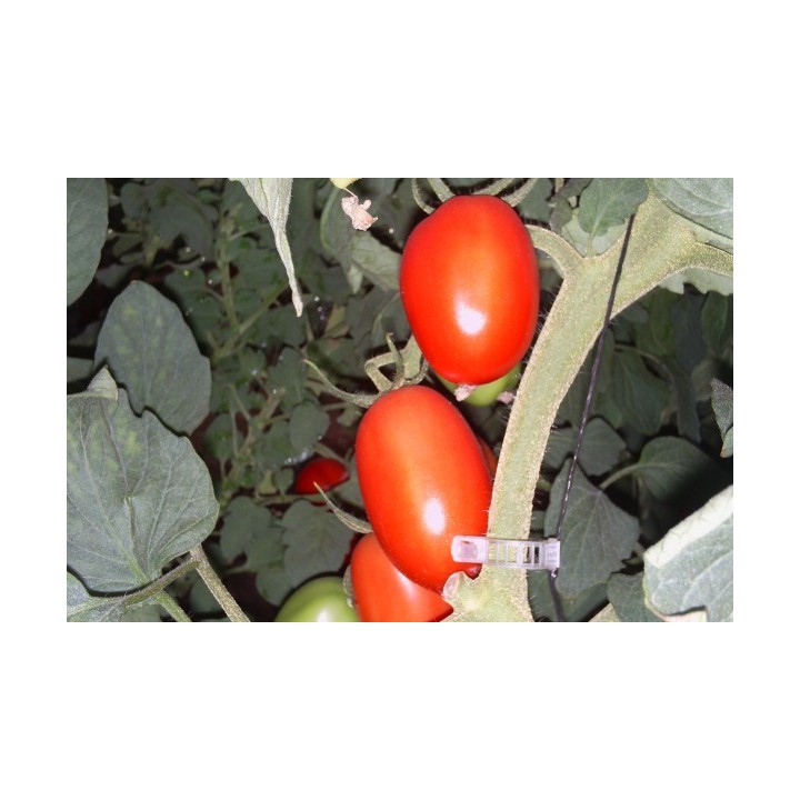Hibrid Tomate Colibri F1 - 1.000 seminte