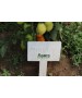 Seminte Tomate MIRELY F1 Clause - 250 seminte