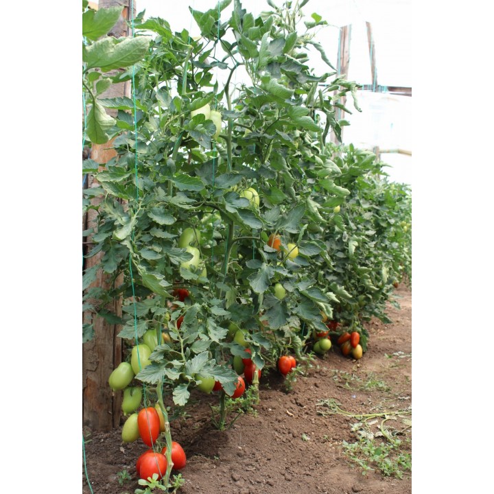 Seminte Tomate MIRELY F1 Clause - 250 seminte