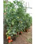Seminte Tomate MIRELY F1 Clause - 250 seminte