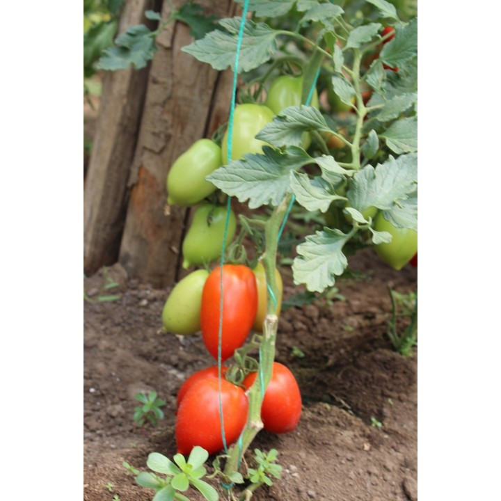 Seminte Tomate MIRELY F1 Clause - 250 seminte