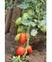 Seminte Tomate MIRELY F1 Clause - 250 seminte
