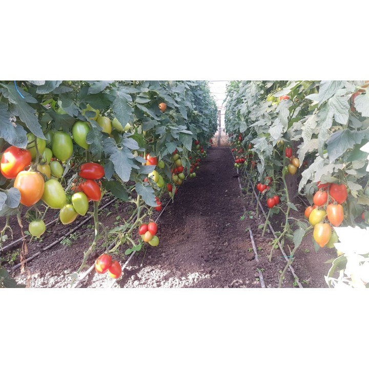 Seminte Tomate MIRELY F1 Clause - 250 seminte