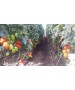 Seminte Tomate MIRELY F1 Clause - 250 seminte