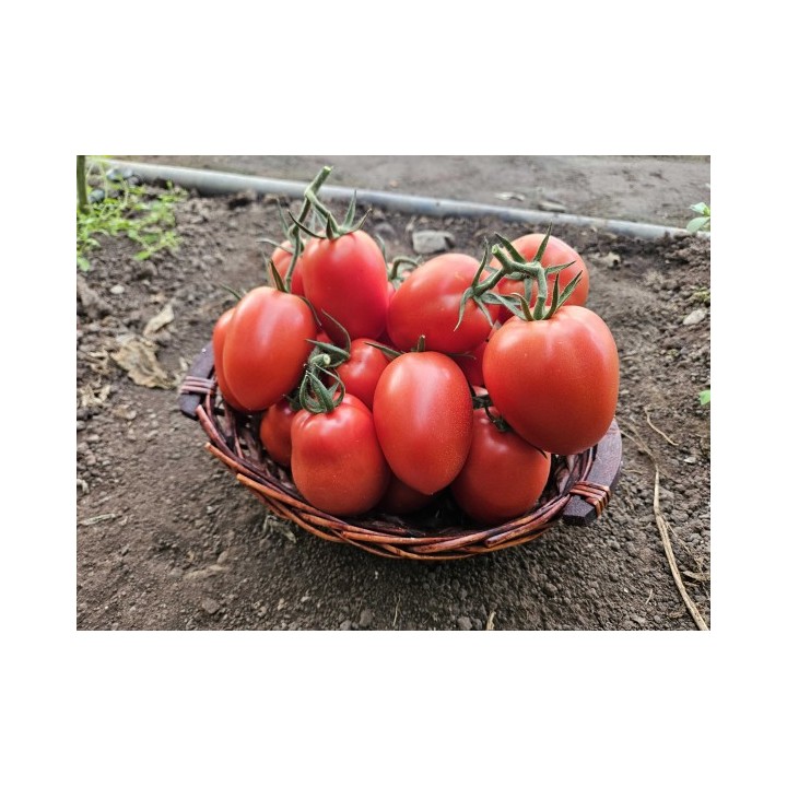 Seminte Tomate SARGENTO F1 Clause, 250 seminte