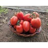 Seminte Tomate SARGENTO F1 Clause - 250 seminte