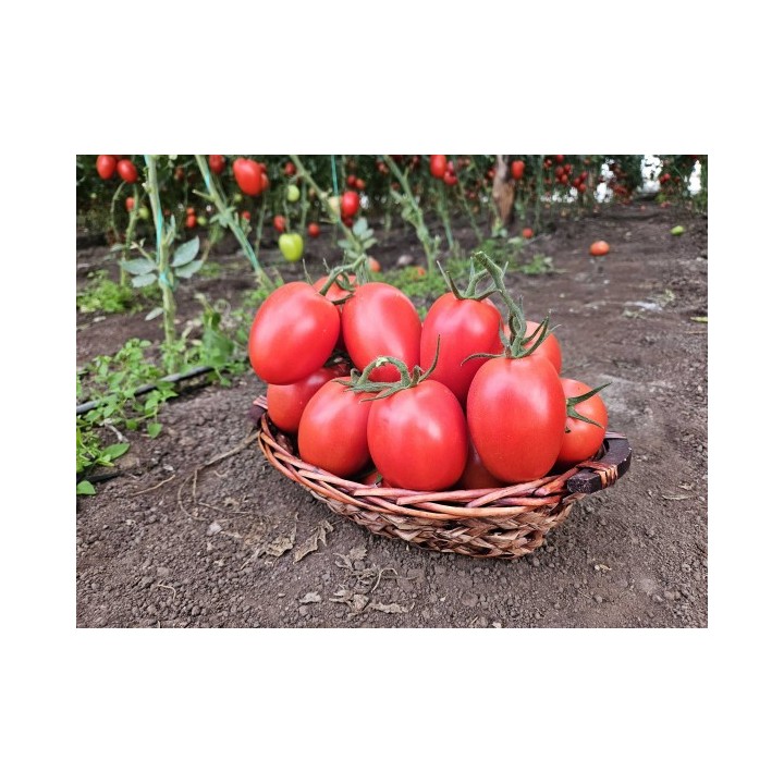 Seminte Tomate SARGENTO F1 Clause, 250 seminte
