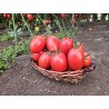 Seminte Tomate SARGENTO F1 Clause - 250 seminte