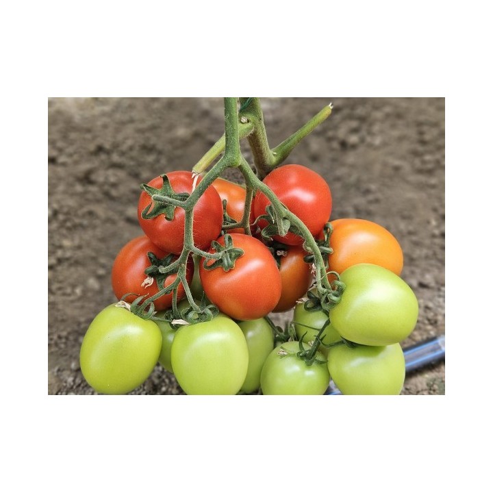 Seminte Tomate SELETO F1 Clause, 250 seminte
