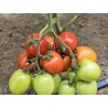 Seminte Tomate SELETO F1 Clause - 250 seminte
