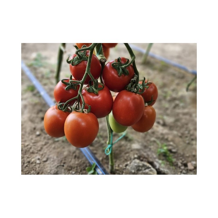 Seminte Tomate SELETO F1 Clause, 250 seminte