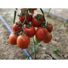 Seminte Tomate SELETO F1 Clause - 250 seminte
