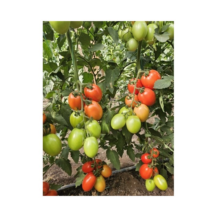Seminte Tomate SELETO F1 Clause, 250 seminte