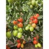 Seminte Tomate SELETO F1 Clause - 250 seminte
