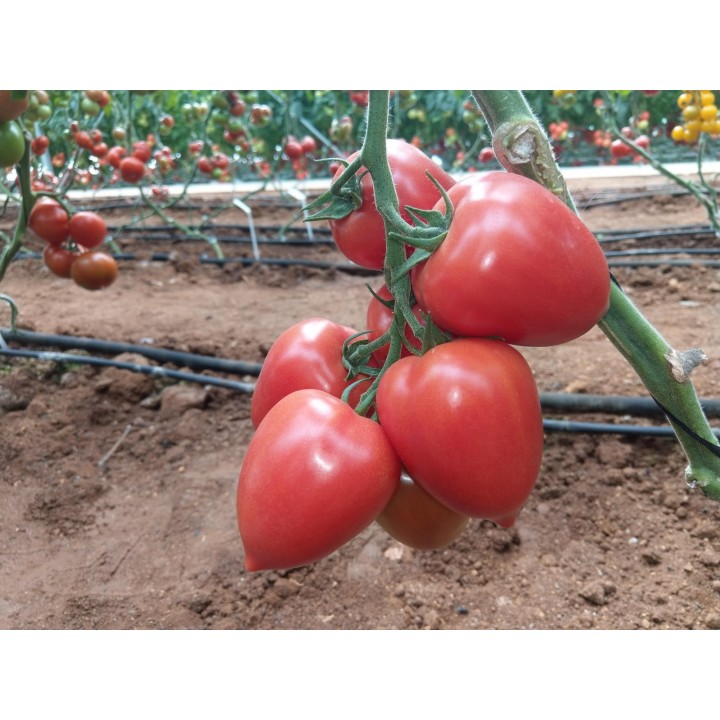 Seminte Tomate KONGO F1 Clause - 250 seminte