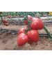 Seminte Tomate KONGO F1 Clause - 250 seminte