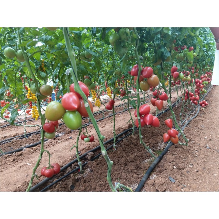 Seminte Tomate KONGO F1 Clause - 250 seminte
