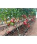 Seminte Tomate KONGO F1 Clause - 250 seminte