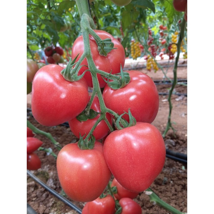 Seminte Tomate KONGO F1 Clause - 250 seminte