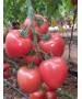 Seminte Tomate KONGO F1 Clause - 250 seminte