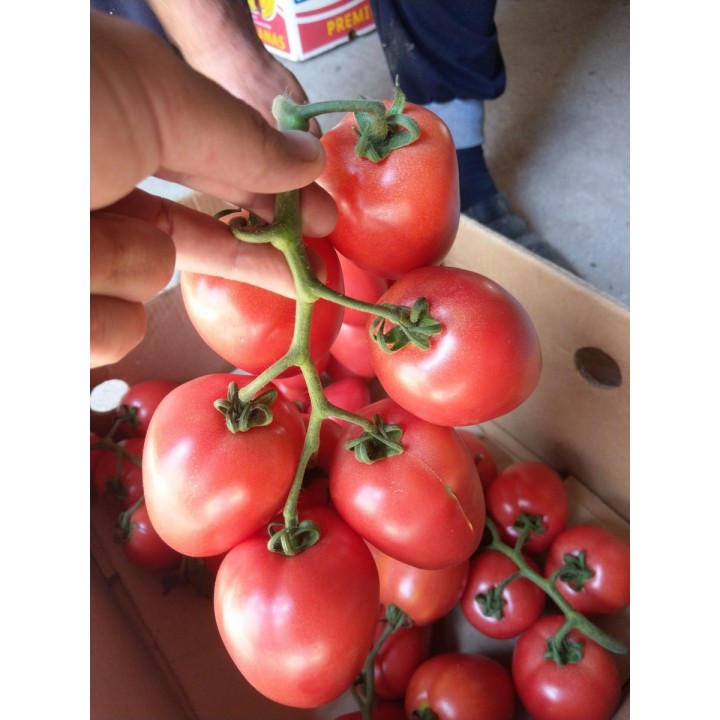 Seminte Tomate KONGO F1 Clause - 250 seminte