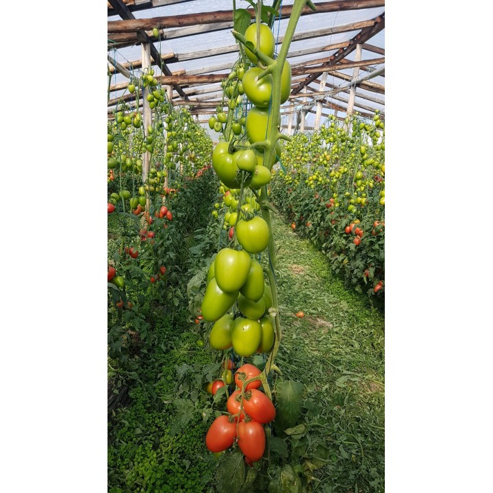 Seminte Tomate KONGO F1 Clause - 250 seminte