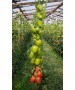 Seminte Tomate KONGO F1 Clause - 250 seminte