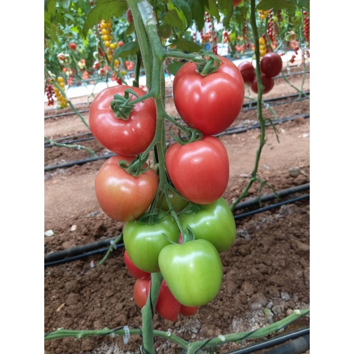 Seminte Tomate KONGO F1 Clause - 250 seminte