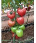 Seminte Tomate KONGO F1 Clause - 250 seminte