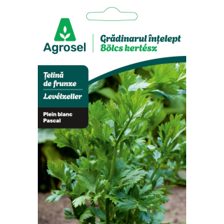 Seminte Telina frunze PASCAL GIANT, Agrosel - 0,75 g