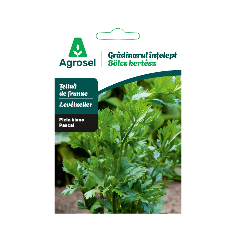 Seminte Telina frunze PASCAL GIANT, Agrosel - 0,75 g