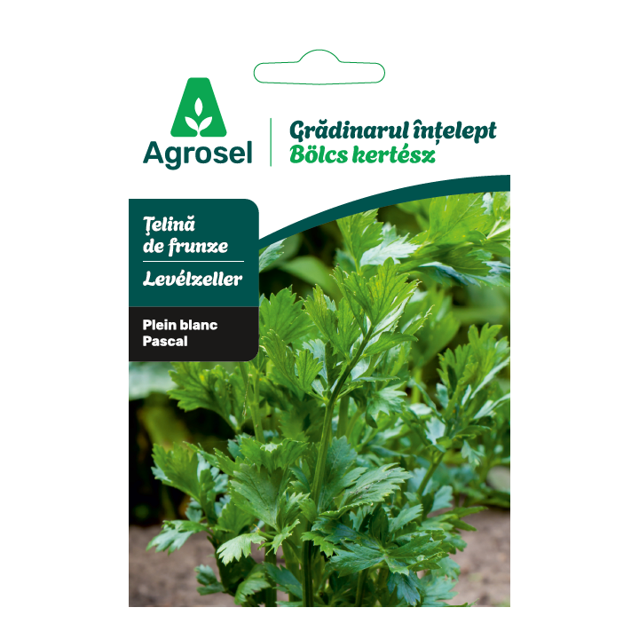 Seminte Telina frunze PASCAL GIANT, Agrosel - 0,75 g