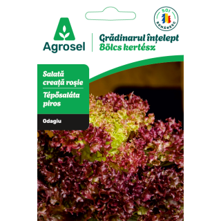 Seminte Salata creata rosie ODAGIU, Agrosel - 1,5 g