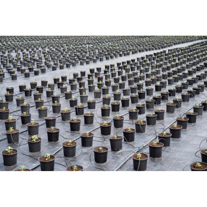 Folie antiburuieni AGROTEXTIL, 100 g/mp, Tratata UV, 6 Sezoane - Rola 1,5 x 100 m