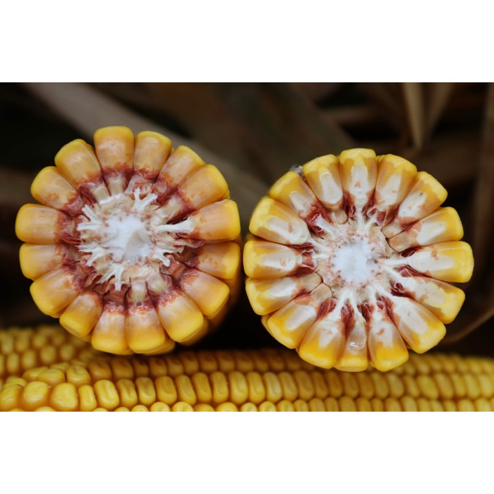 Samanta Porumb KWS KASHMIR, FAO 370, Grupa Plus4Grain - Sac 25.000 boabe