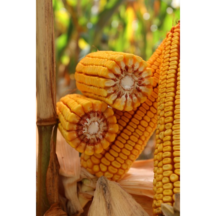 Samanta Porumb KWS KASHMIR, FAO 370, Grupa Plus4Grain - Sac 25.000 boabe