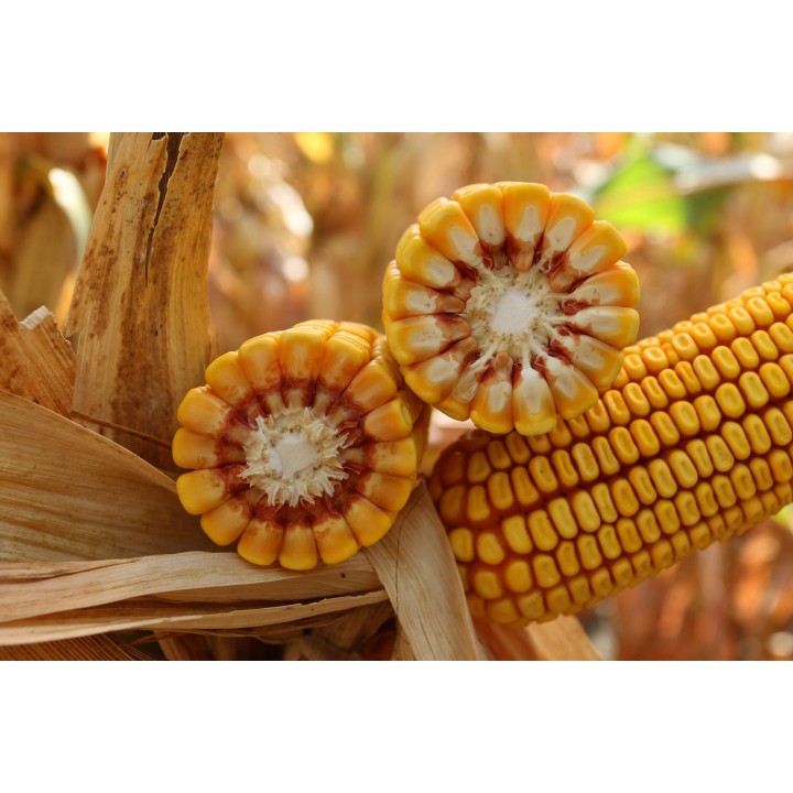 Samanta Porumb KWS KASHMIR, FAO 370, Grupa Plus4Grain - Sac 25.000 boabe