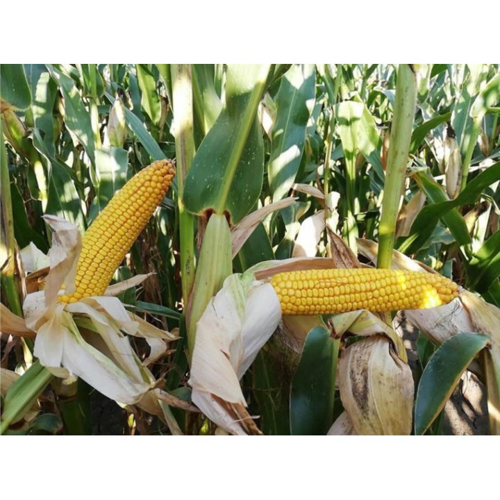 Samanta Porumb DARIUS Saaten Union, FAO 390 - Sac 50.000 boabe