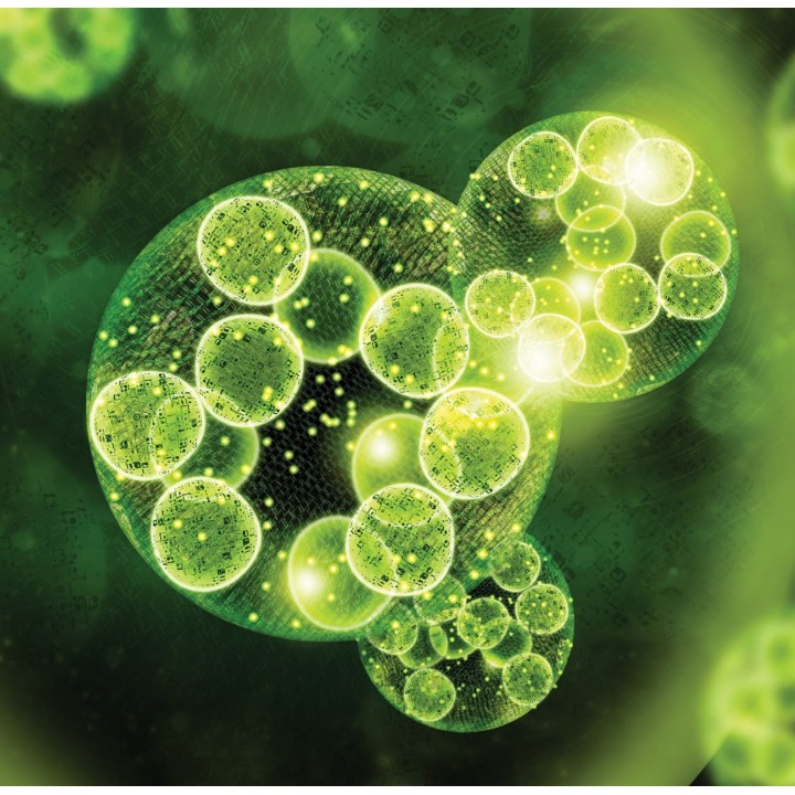 VEGENERGY® - Ingrasamant foliar, Organic, Vitana - 20 Litri