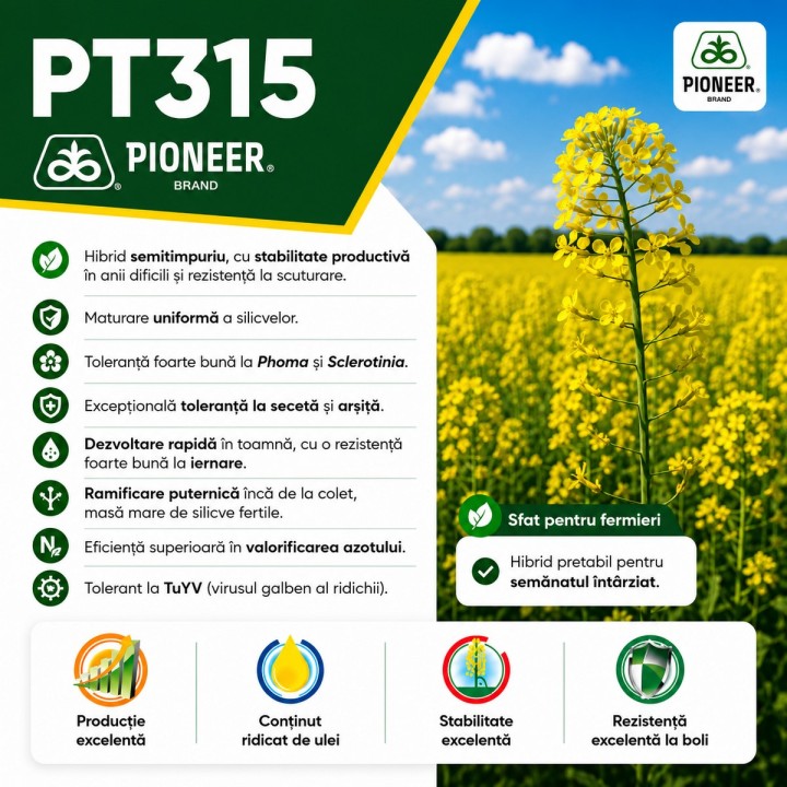 Seminte rapita Pioneer PT315 - Toleranta la seceta