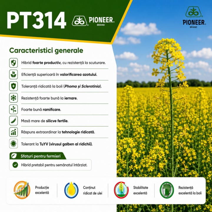 Seminte rapita Pioneer PT314 - Rezistenta la scuturare