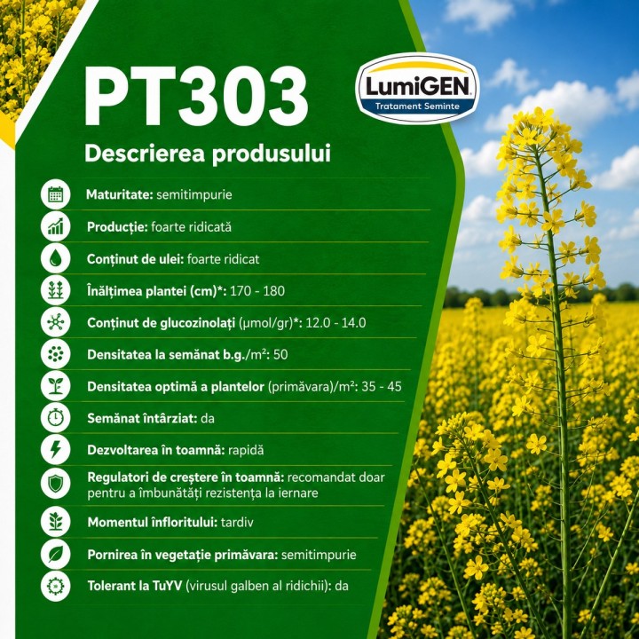 Seminte rapita Pioneer PT303 - Toleranta la Sclerotinia