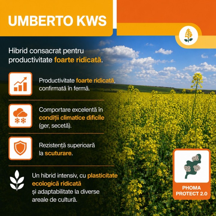 UMBERTO KWS - Seminte Rapita Hibrid Semi-Tardiv sac 1,5 Milioane seminte