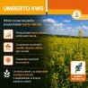 UMBERTO KWS - Seminte Rapita Hibrid Semi-Tardiv sac 1,5 Milioane seminte