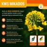 Seminte Rapita MIKADOS KWS Hibrid Semi-Tardiv, Productie Ridicata, Phoma Protect 2.0 RLMs, Sac 1,5 Milioane Seminte (3 Ha)