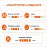 Seminte Rapita MIKADOS KWS Hibrid Semi-Tardiv, Productie Ridicata, Phoma Protect 2.0 RLMs, Sac 1,5 Milioane Seminte (3 Ha)